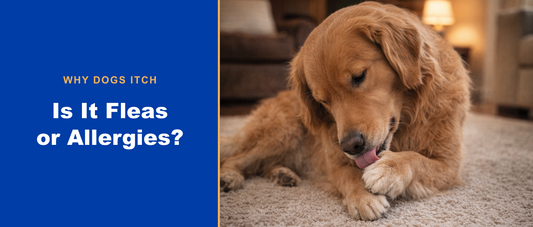 Is it fleas or allergies? Why dogs itch