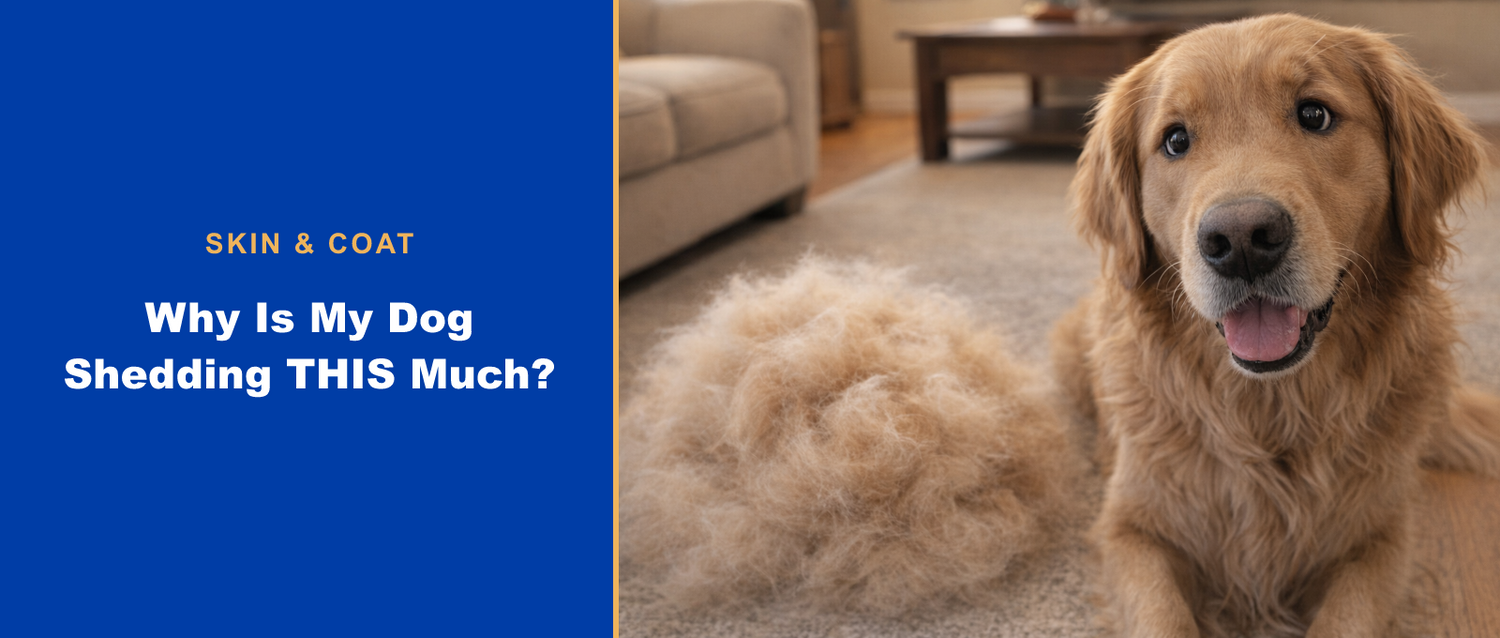 Why is my dog shedding this much? Skin and coat