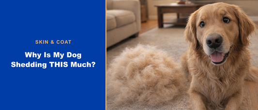 Why is my dog shedding this much? Skin and coat