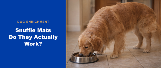 Golden retriever foraging — do snuffle mats work for dogs
